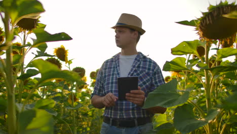 A-man-in-a-straw-hat-and-plaid-shirt-is-walking-on-a-field-with-a-lot-of-big-sunflowers-in-summer-day-and-writes-its-properties-to-his-electronic-book.